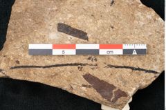 Foto (Detailansicht) von Cupressites freneloides Ettingshausen (NHMW-GEO-2024-0188-8229)